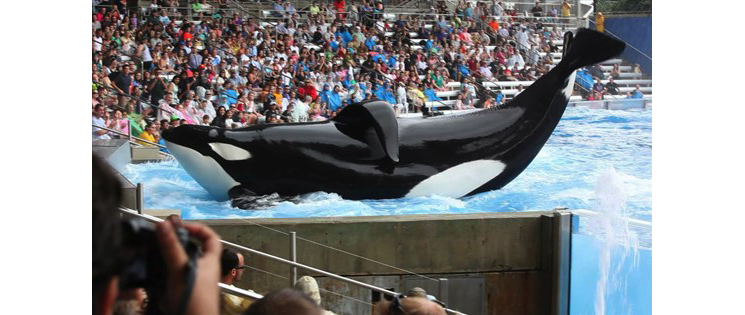 Blackfish